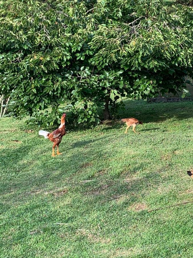 Recanto Da Natureza, Chale Gonçalves Екстериор снимка